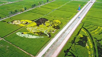 <p>　　　　中寧縣余丁鄉(xiāng)稻漁空間。</p>